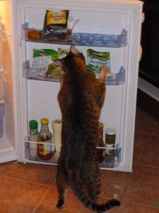 Poppy-stealing-from-fridge