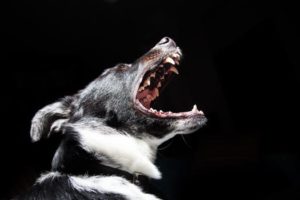 dog barking