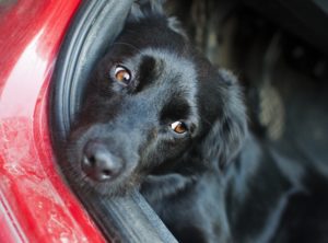 dog in car